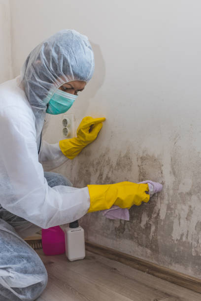 Best Post-Construction Mold Inspection  in Newport, SC