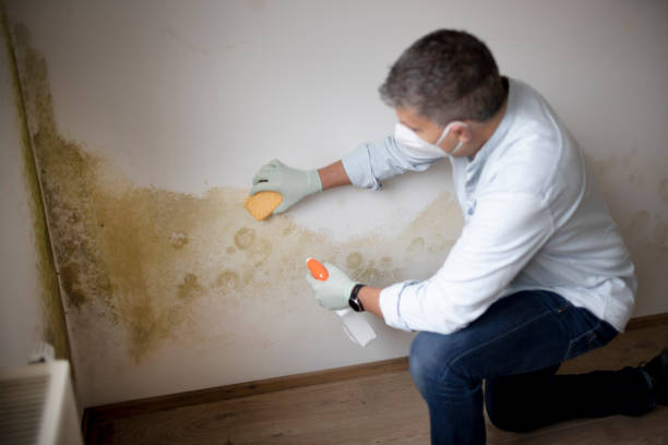 Best Water Damage & Mold Remediation  in Newport, SC