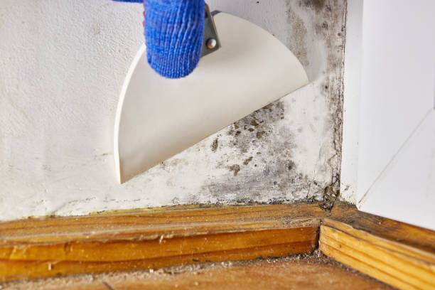 Best Air Quality Testing for Mold Spores  in Newport, SC