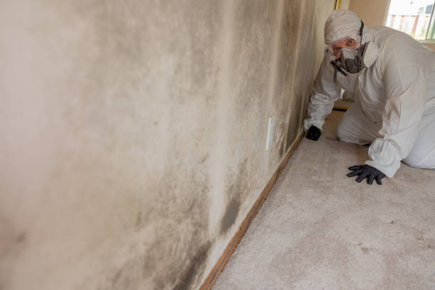 Best Mold Remediation for Rental Properties  in Newport, SC